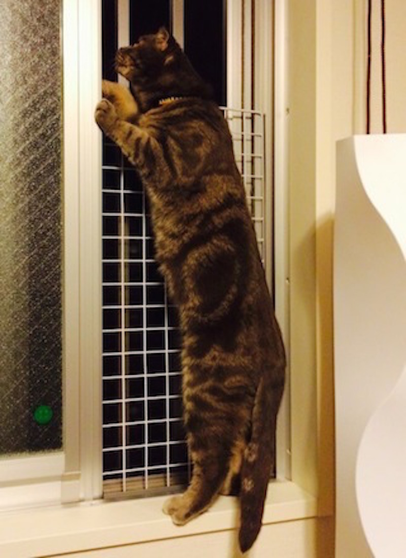 猫と虫