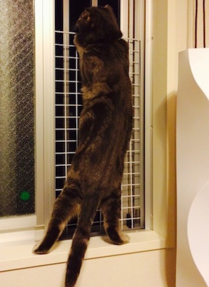 猫窓