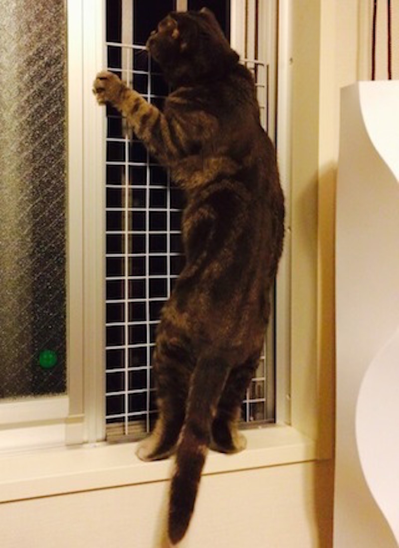 猫スパイダーマン