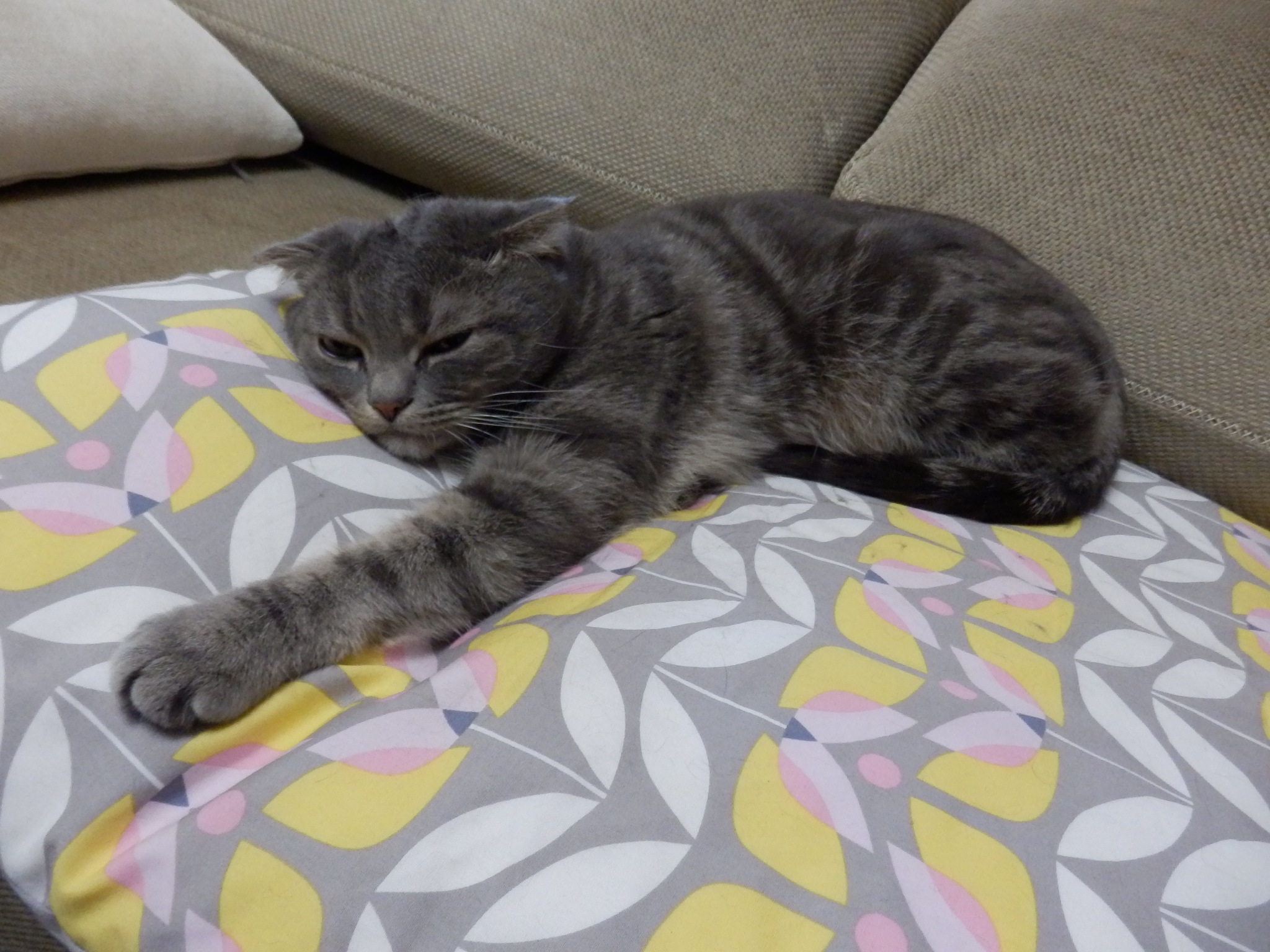 ふて寝猫