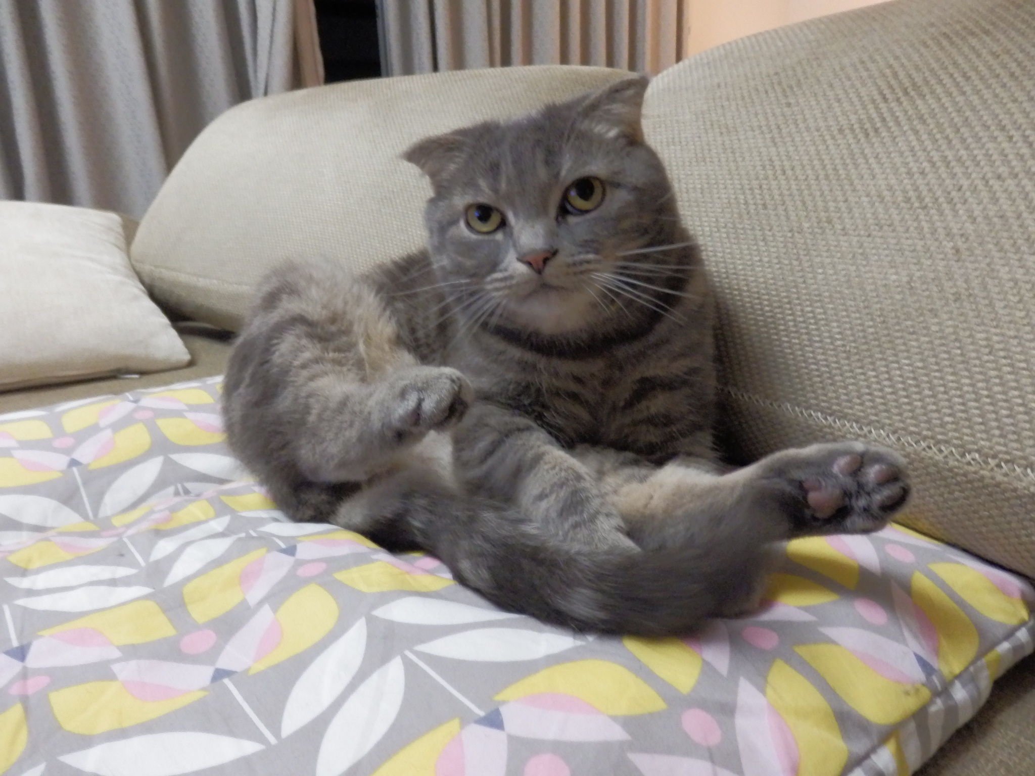 猫座布団