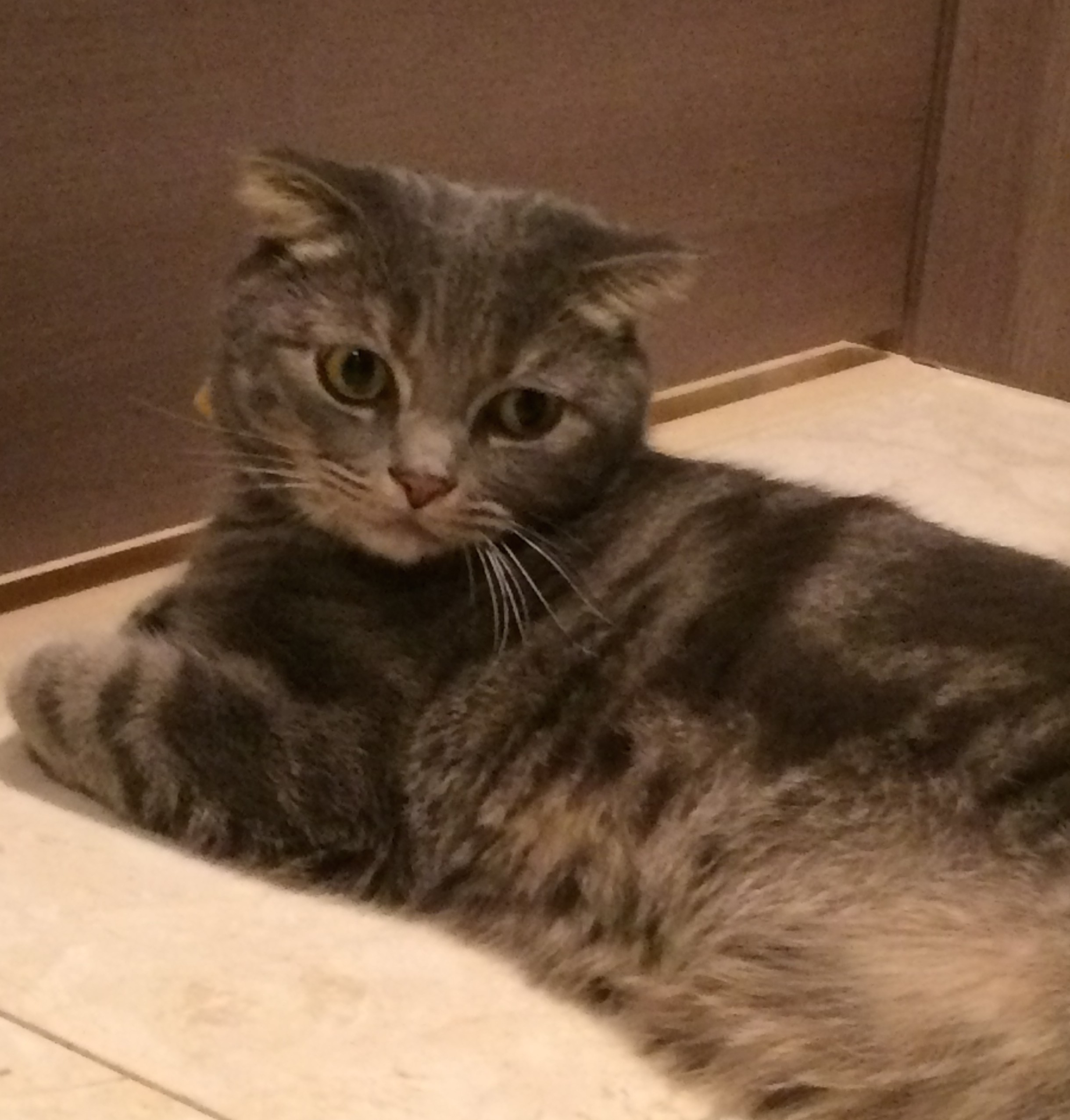 猫トイレ前