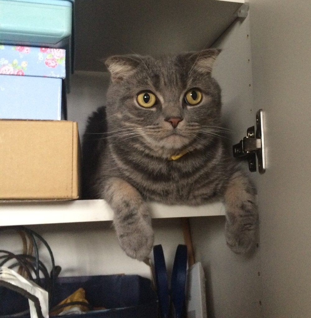猫すっぽり
