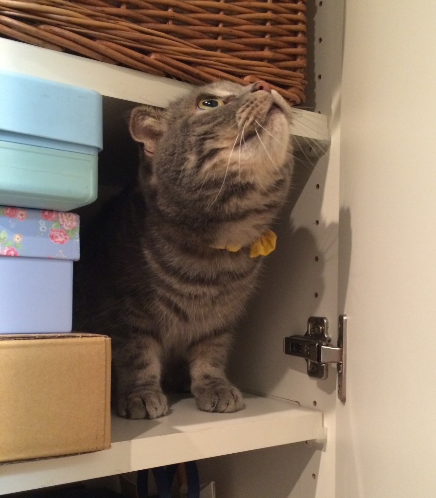 猫　かくれんぼ