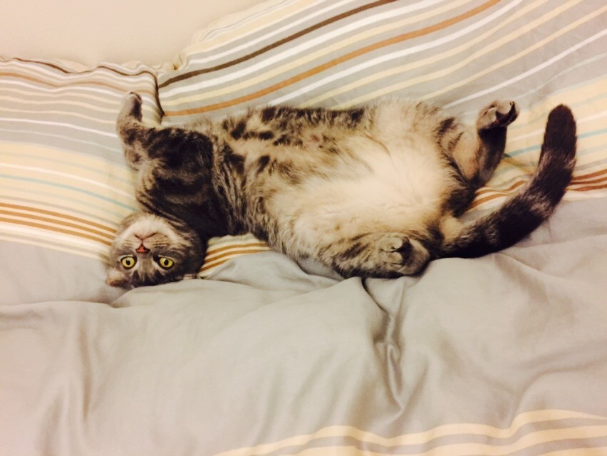 猫股開き