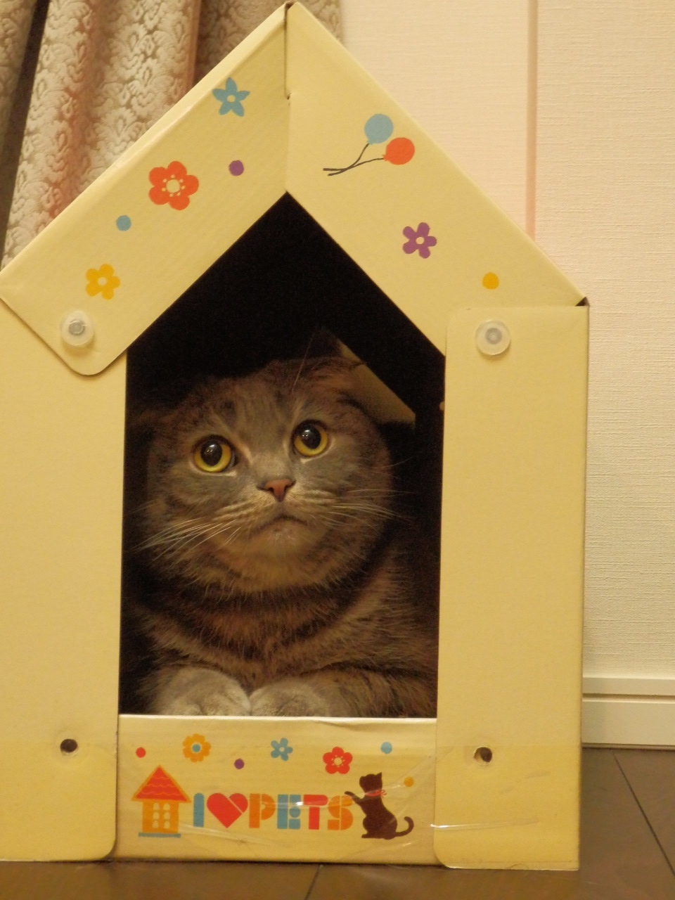 猫ハウス