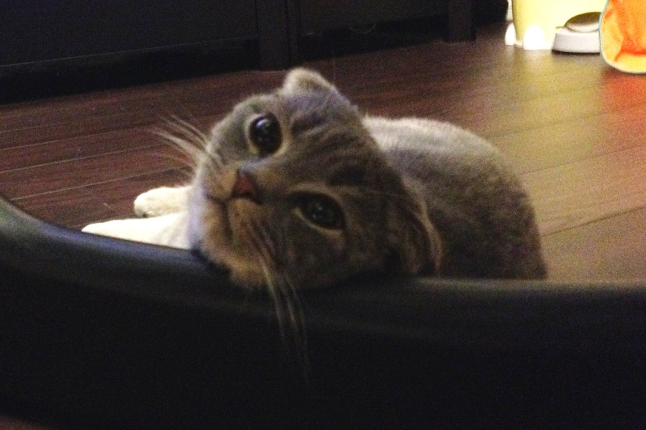 招き猫の日