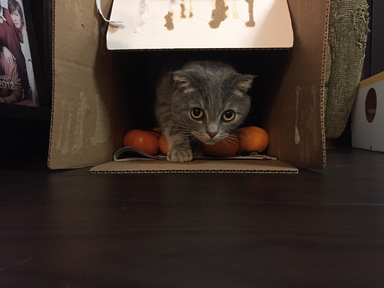 キョロキョロ猫