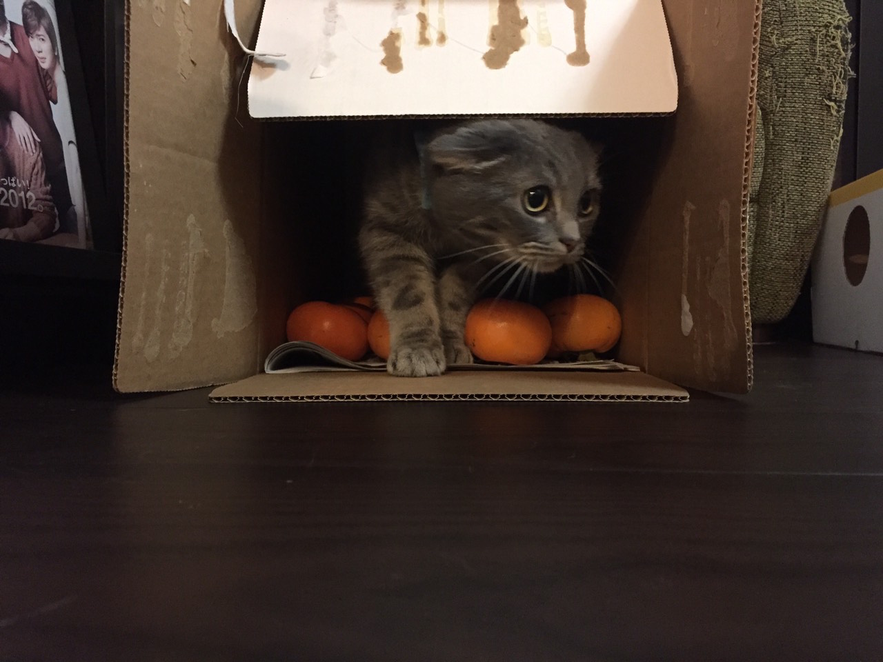 様子をみる猫