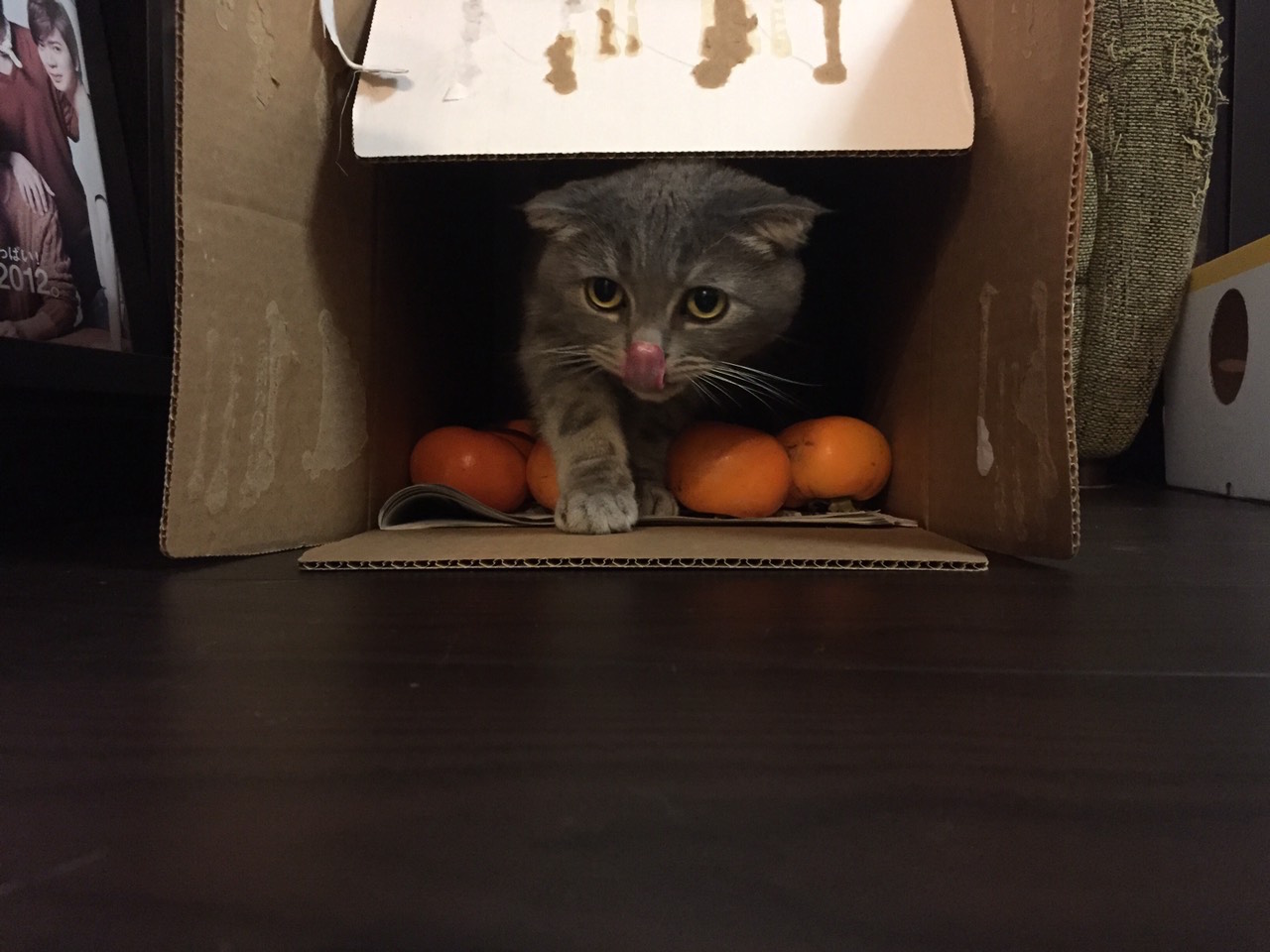 泥棒猫